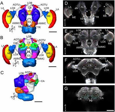 Brain Organization of Apolygus lucorum: A Hemipteran Species With Prominent Antennal Lobes